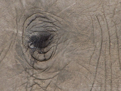 Africa, African elephant, elephant close up, inspiration shot