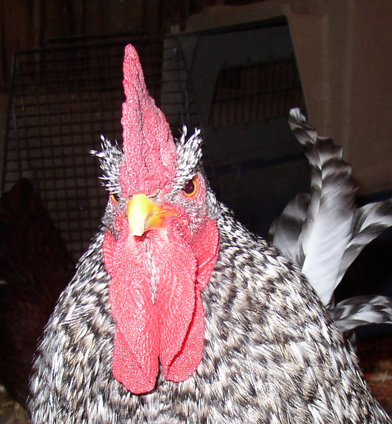 [Eggy+portrait+lg.JPG]