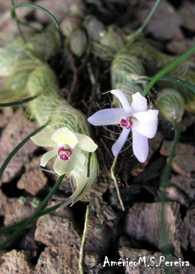 Orquídeas soltas: Isabelia virginalis