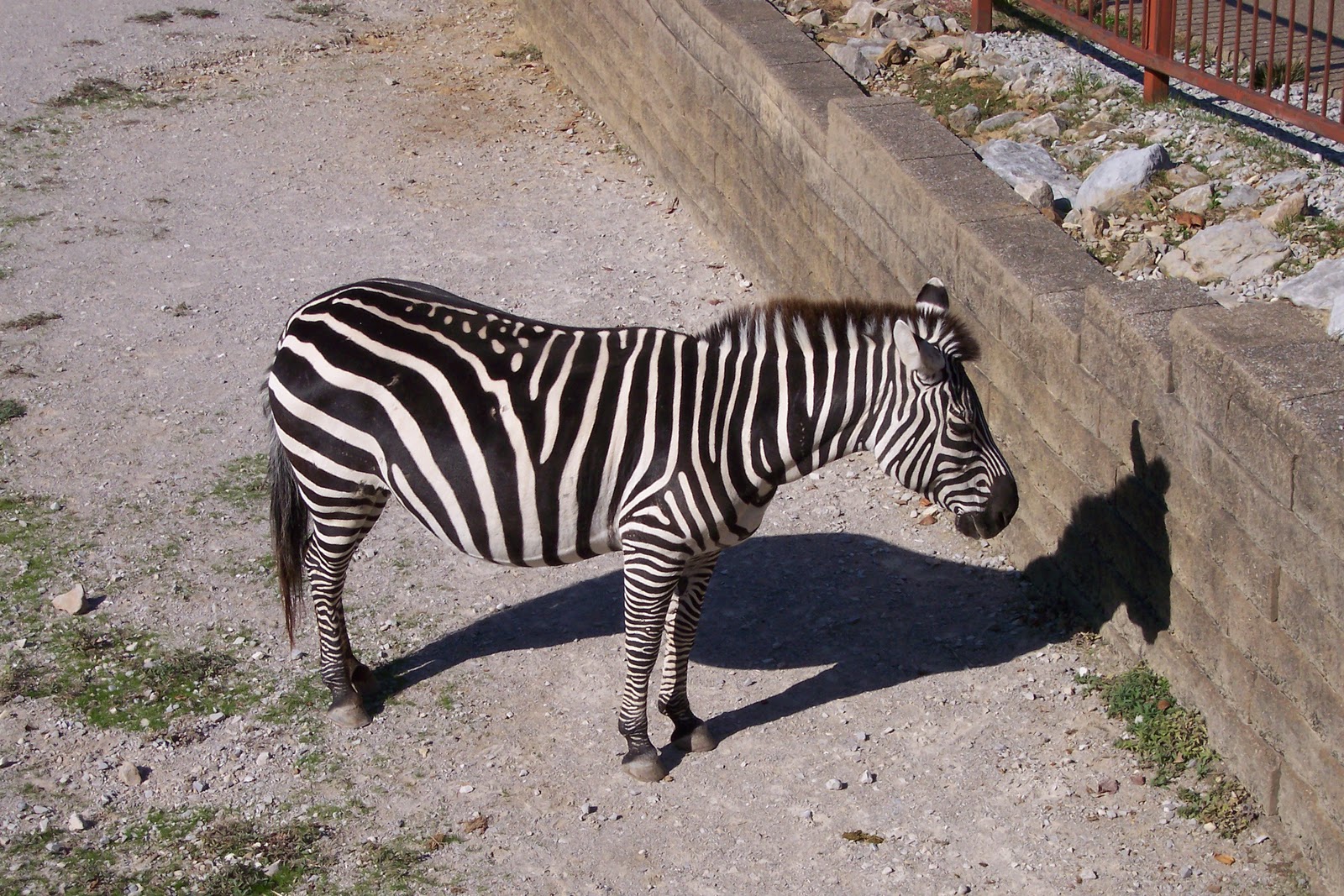 Small Travels and Musings Mesker Park Zoo, Evansville, In.
