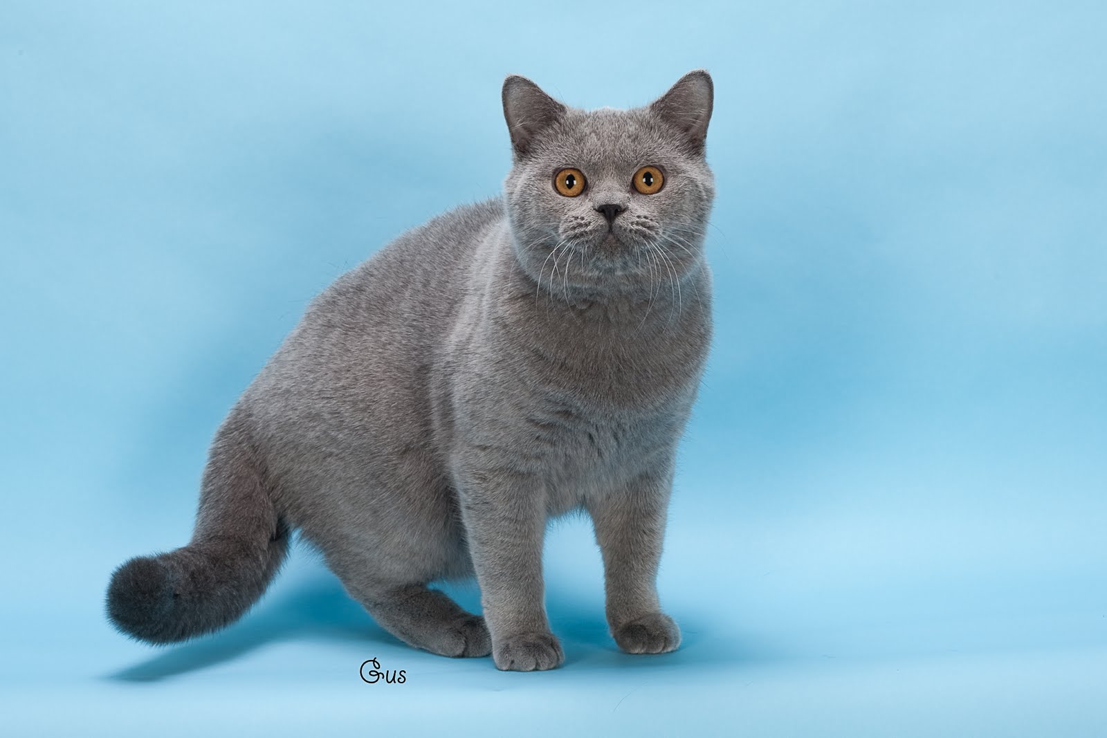 картезианская кошка британец. порода кошек британец. британский короткошерстный кот. британец фото описание. британская короткошёрстная кошка.