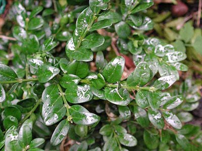 [simsiragaci[1].jpg]