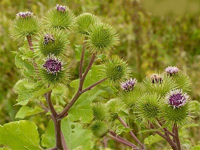 [dulavratotu[1].jpg]