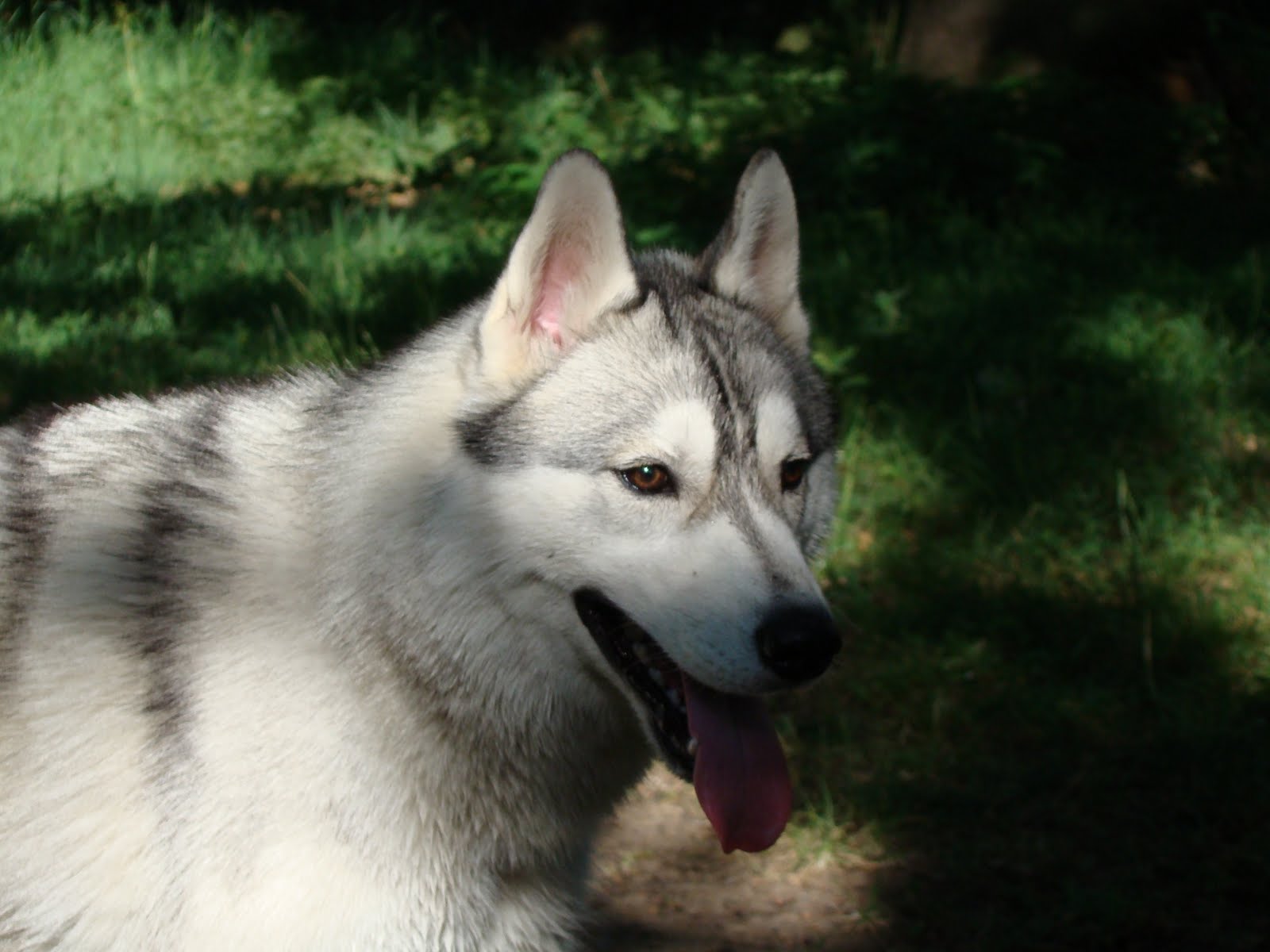 Comment Bien S Occuper D Un Husky Exxouillus le nimbus, journal d'un shetland: Encore les copains du club