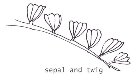 sepal and twig