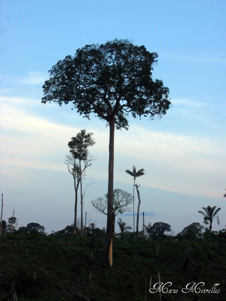 Maze's Photography Castanheira