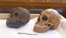 Our study of Homo floresiensis (DOI: 10.1537/ase.080411)