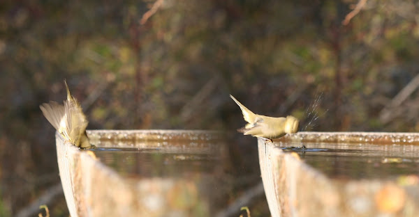 Et les oiseaux