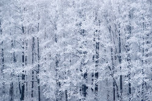 Oh, by the way...: Winter Trees