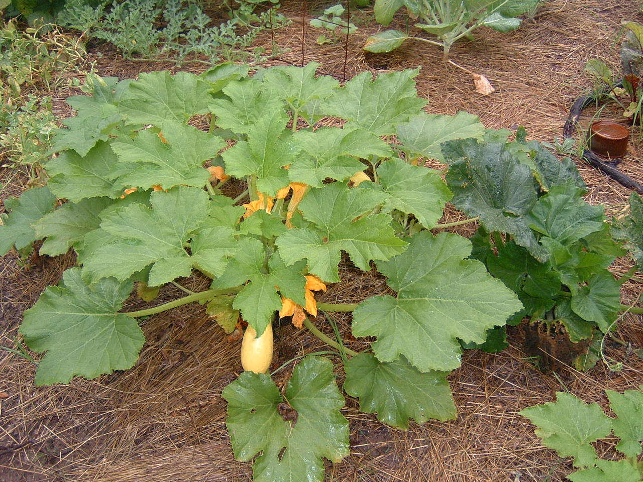[garden4.JPG]