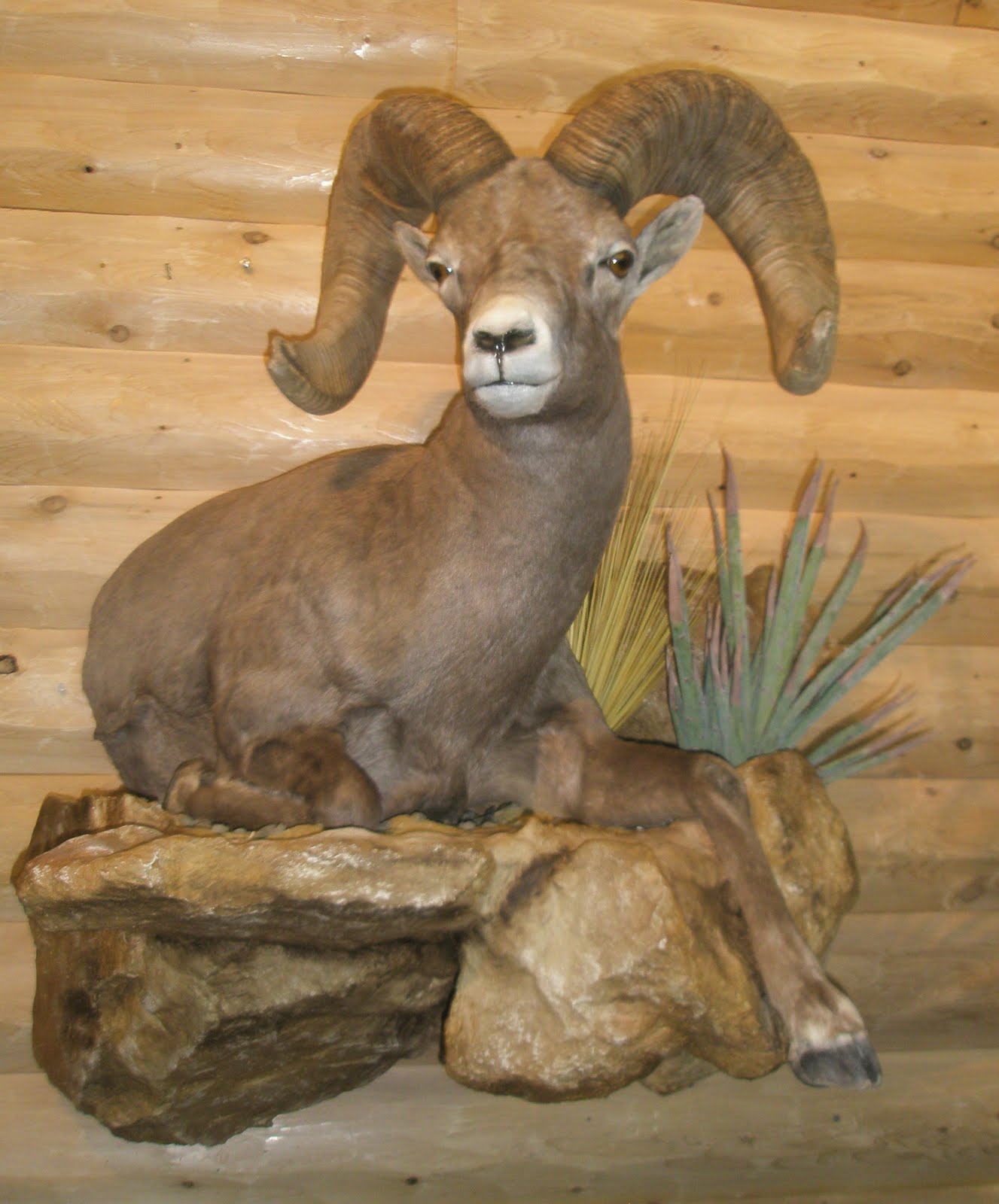 ANTHONY R MATTHEWS My Bighorn Sheep Mount Is Done!!!