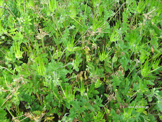 Καλόγερος-Erodium cicutarium Καλόγερος-Erodium cicutarium