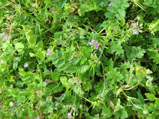 Καλόγερος-Erodium cicutarium Καλόγερος-Erodium cicutarium