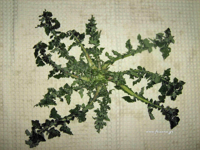Αγριοζοχός-Urospermum picroides