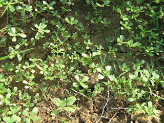 Αντράκλα-Portulaca Oleracia