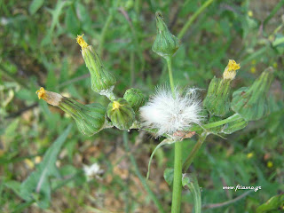 Ζοχός-Sonchus oleraceus Ζοχός-Sonchus oleraceus