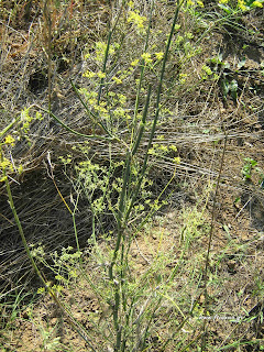 Μάραθος-Foeniculum vulgare