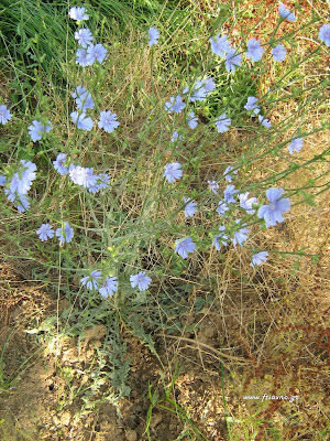 Ραδίκια άγρια-Cichorium intybus