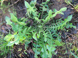 Ραδίκια άγρια-Cichorium intybus Ραδίκια άγρια-Cichorium intybus