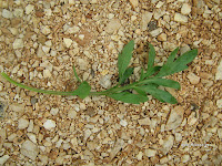 Παπαρούνα-Papaver rhoeas