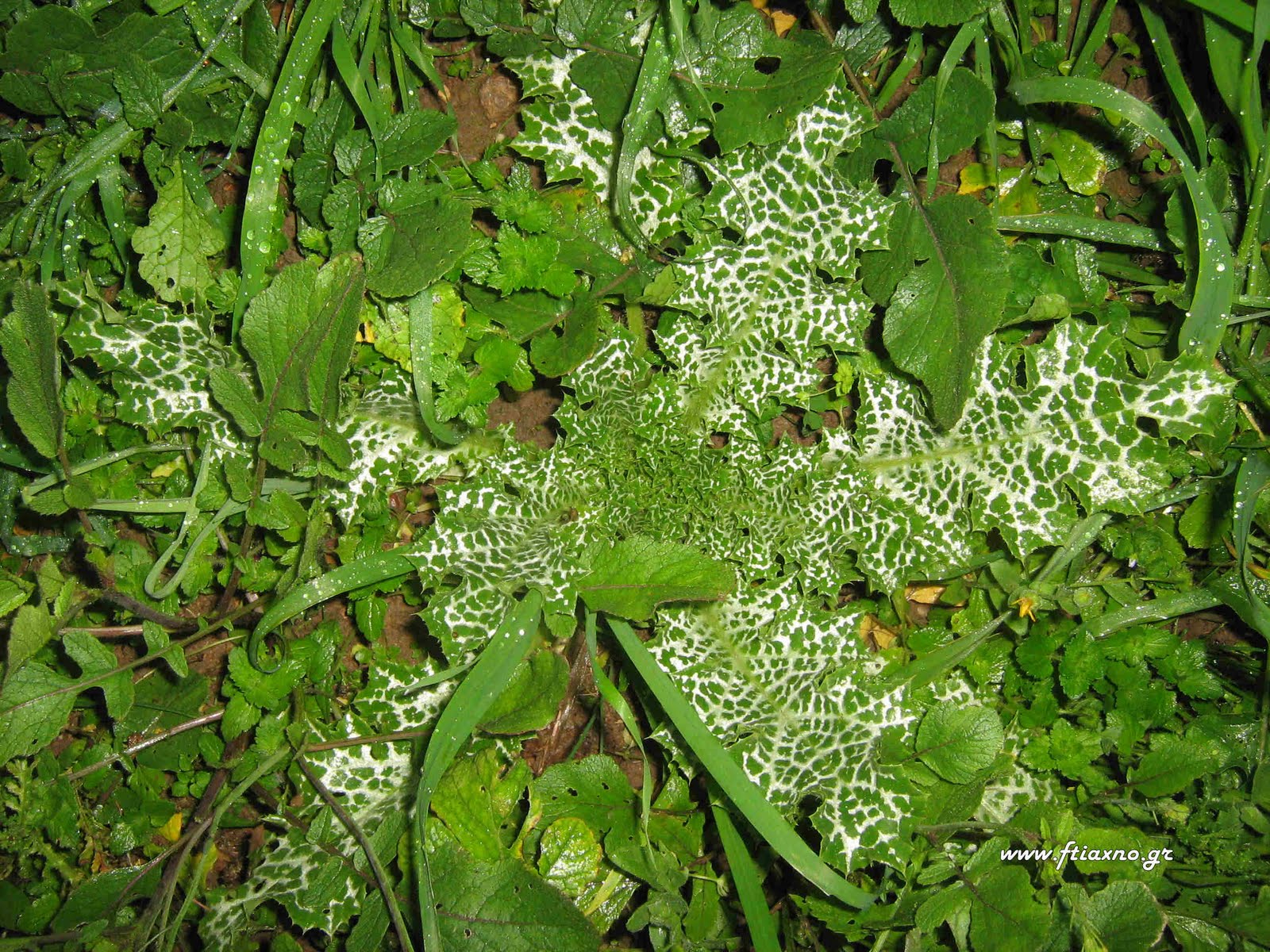 [Silybum+marianum+young.jpg]