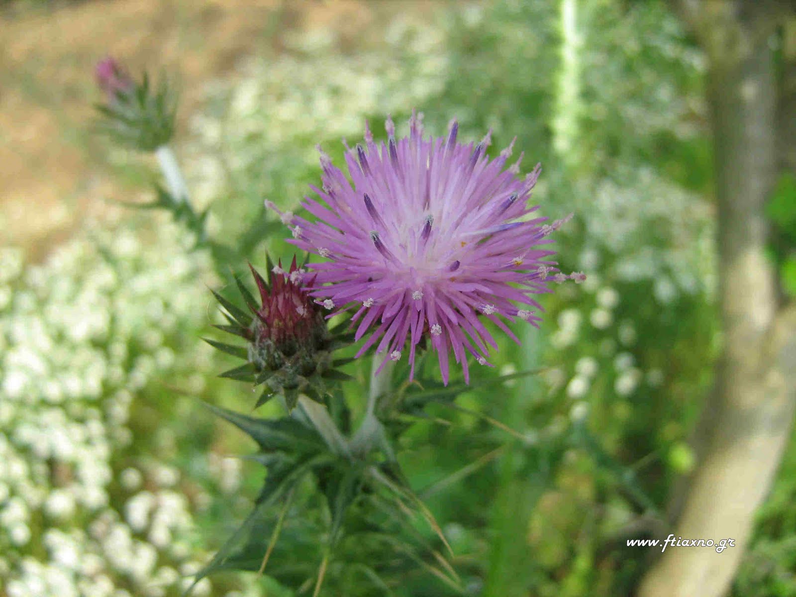 [Silybum+marianum+flower.jpg]