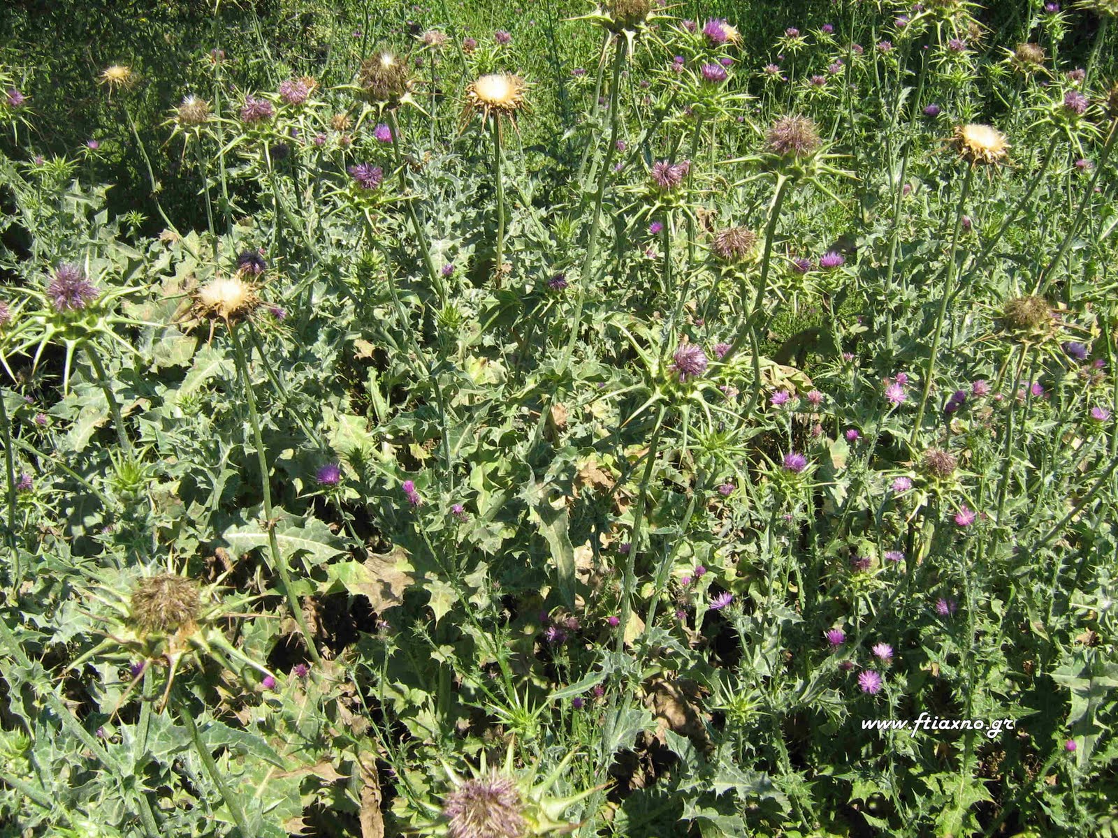 [Silybum+marianums.jpg]