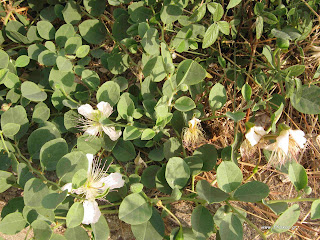 Κάπαρη-Capparis spinosa