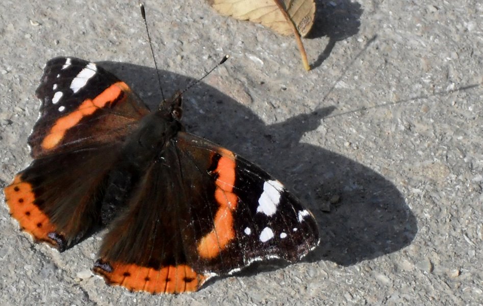 PHOTO The brown butterfly with red (or yellow) and white spots.Admiral