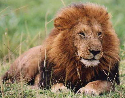 image: lion
