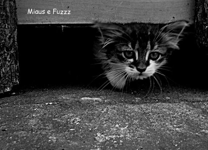 Miaus e Fuzzz