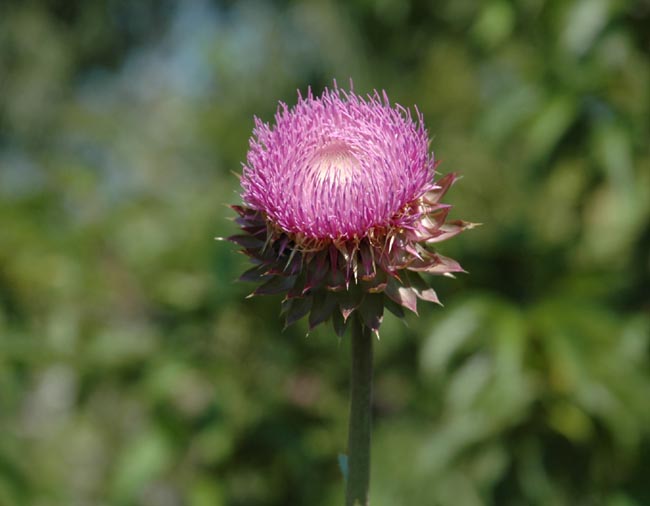 Field Biology In Southeastern Ohio Thistles Do Not Tickle 2b Flower Head Smaller Than Above Bloom Growing Erect Bracts Thin Sharp But Needle Like Bull Thistle Cirsium Vulgare