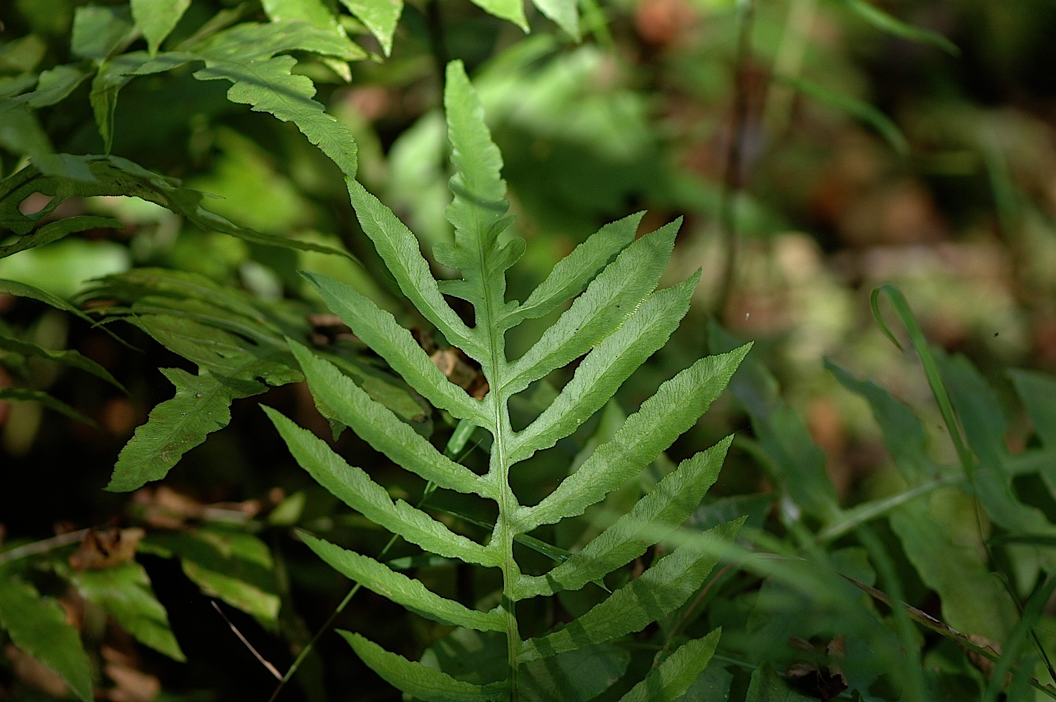 Field Biology in Southeastern Ohio Zaleski Wetlands