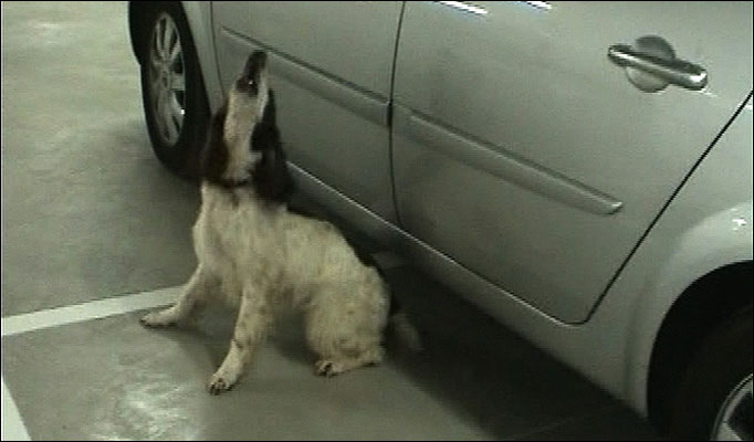 [Perro+pistero+-+coche.jpg]