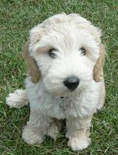 Lily the Lovely Labradoodle I