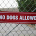 No Dog Allowed Here