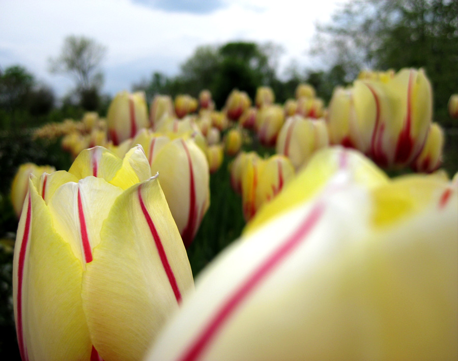 [IMG_2805-tulips.jpg]