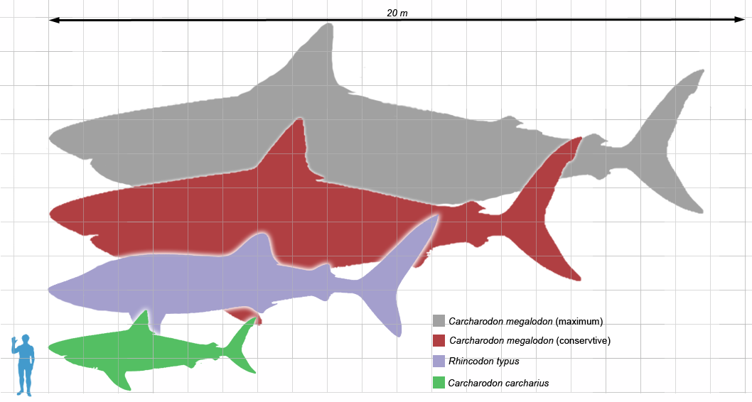 Talus Slopes: Many sizes of sharks