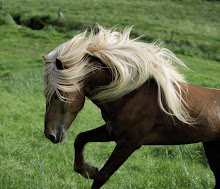 hermosa imagen de un caballo islandés recuerdo del viaje de Arturo y María Luisa