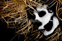 halloween evil skeleton