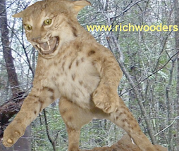 bobcat