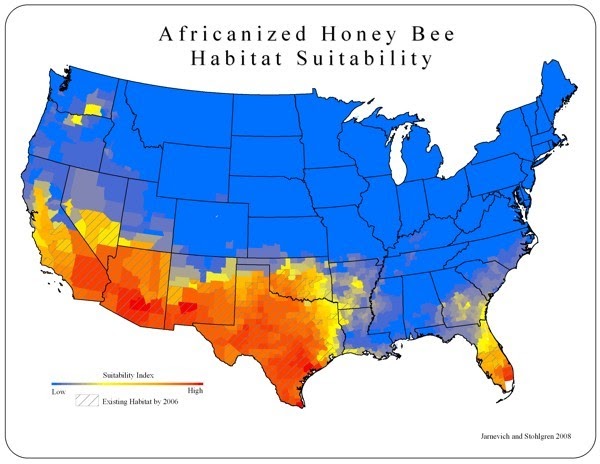 Bee Magic Chronicles for Kids - Africanizedbees 