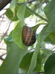 Un escargot dans le citronnier