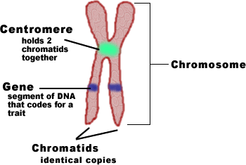 chromosome structure cell chromosomes centromere cycle nucleus homologous division chromatids biology labeled parts labeling cells genes chromatin biologycorner number each