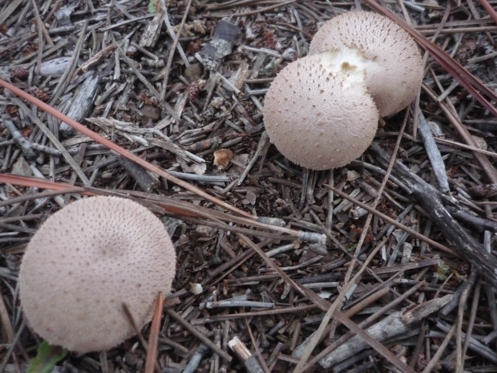 El Temps A Palam s El Bolet Lycoperdon Perlatum 