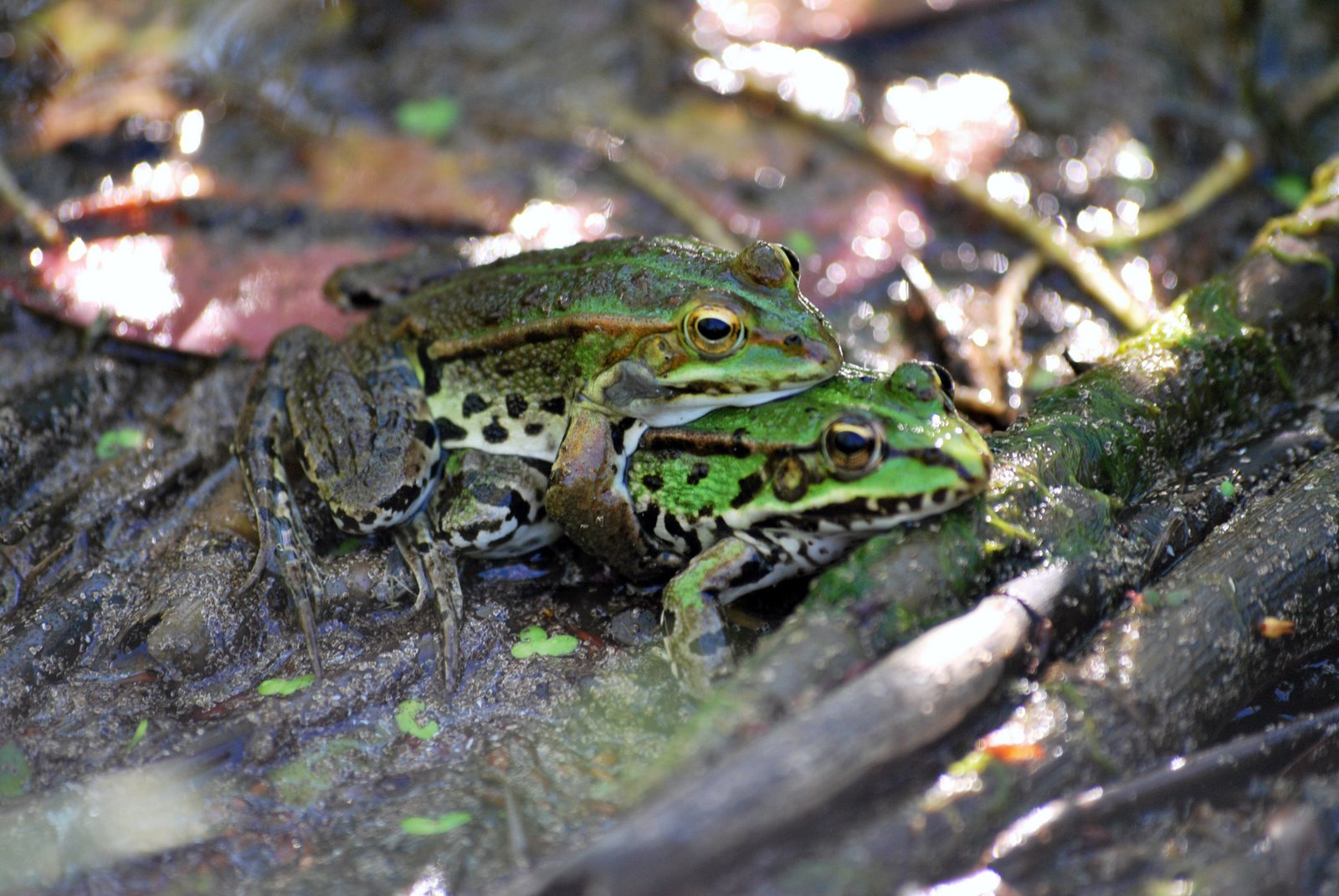 [DSC_0095+-+Copia.JPG]