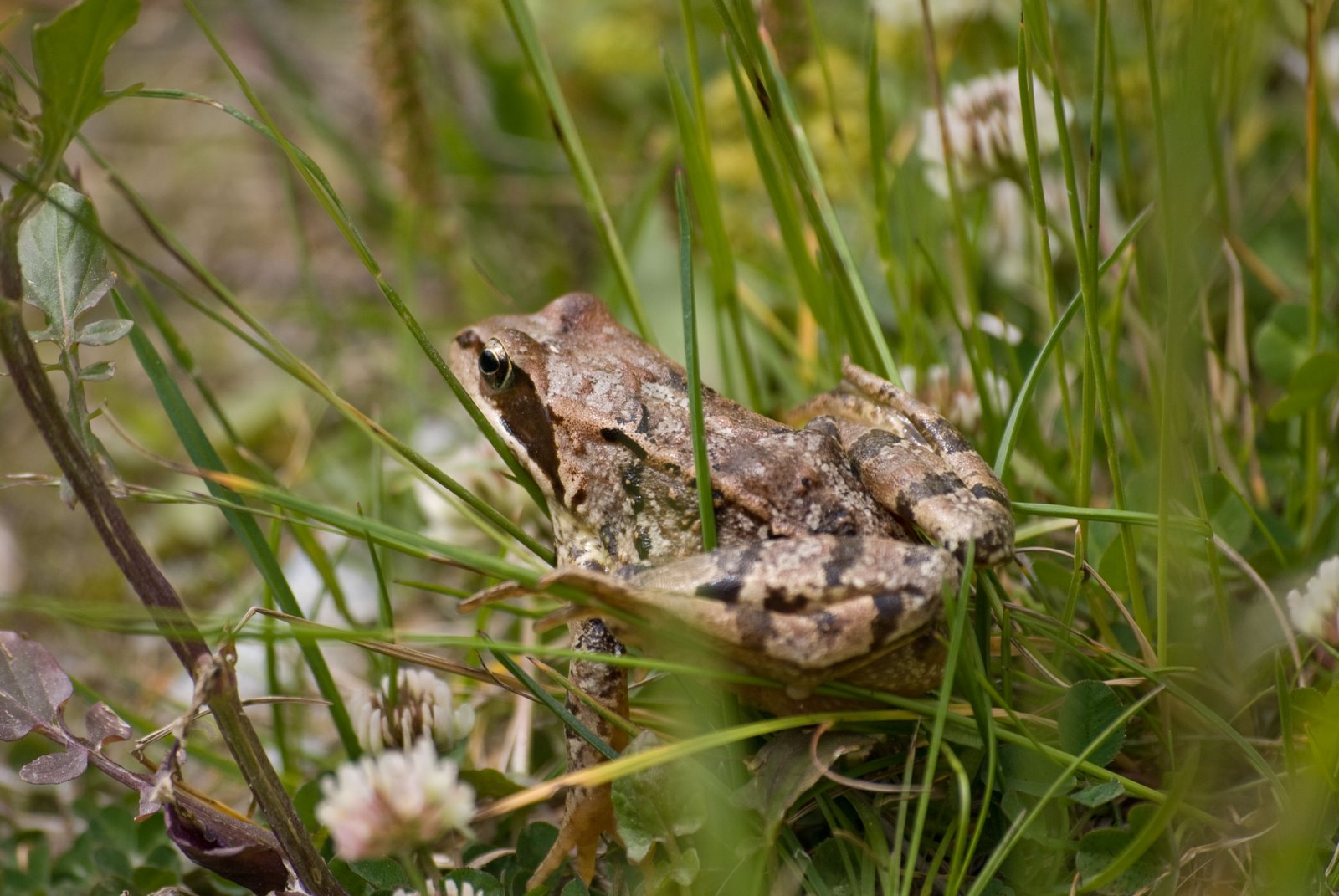 [Val-Roseg-071109_8-(1).jpg]