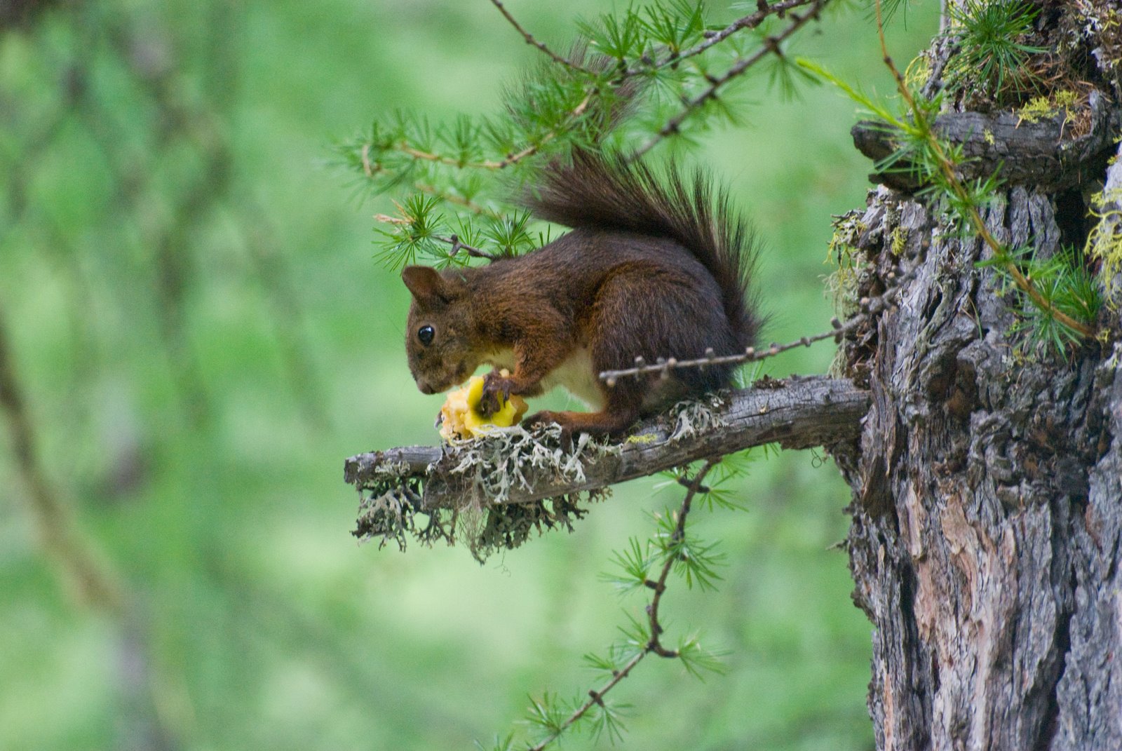 [Val-Roseg-071109_1-(3).jpg]