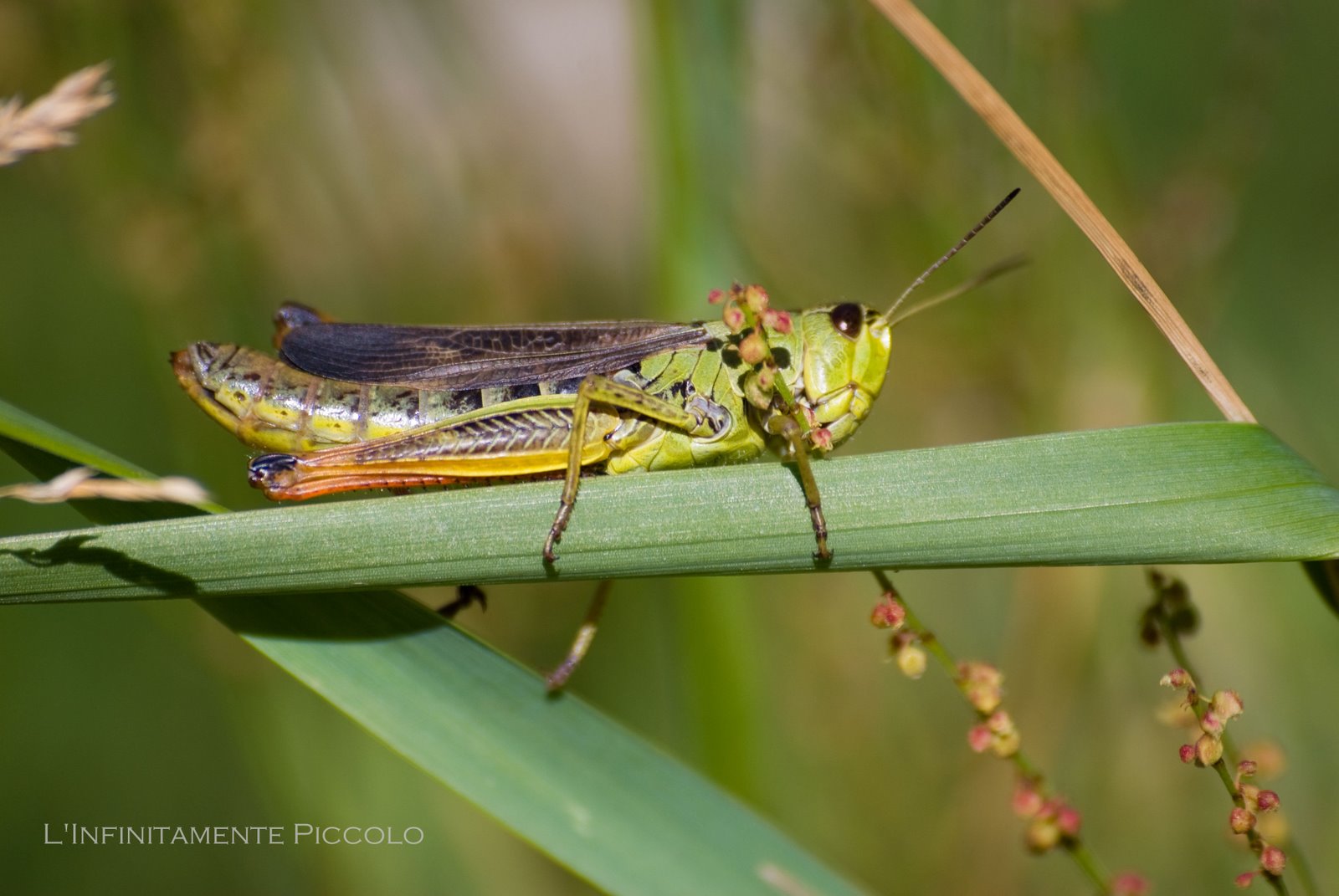 [Masino-071909_13.jpg]