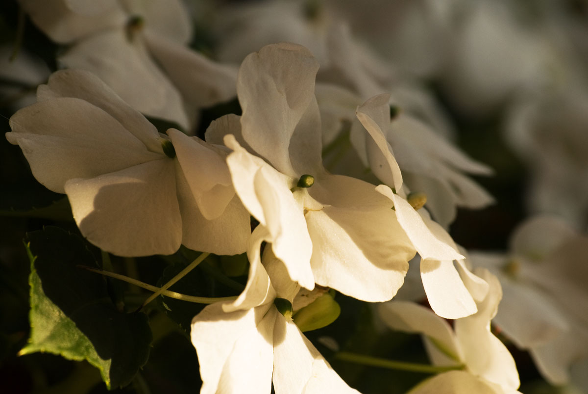 [Giardino-09272009_014.jpg]